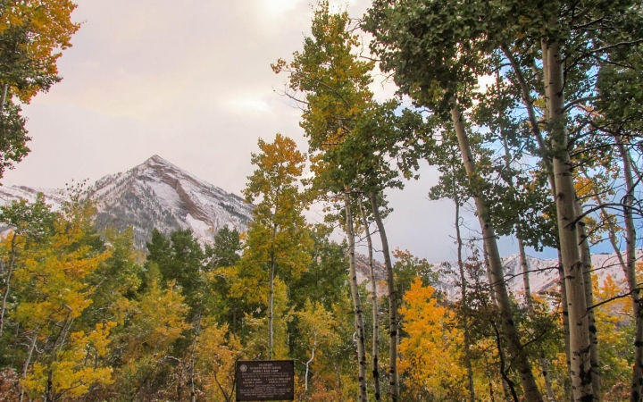Behind a grove of fall-colored trees, there is a snow-capped mountain.